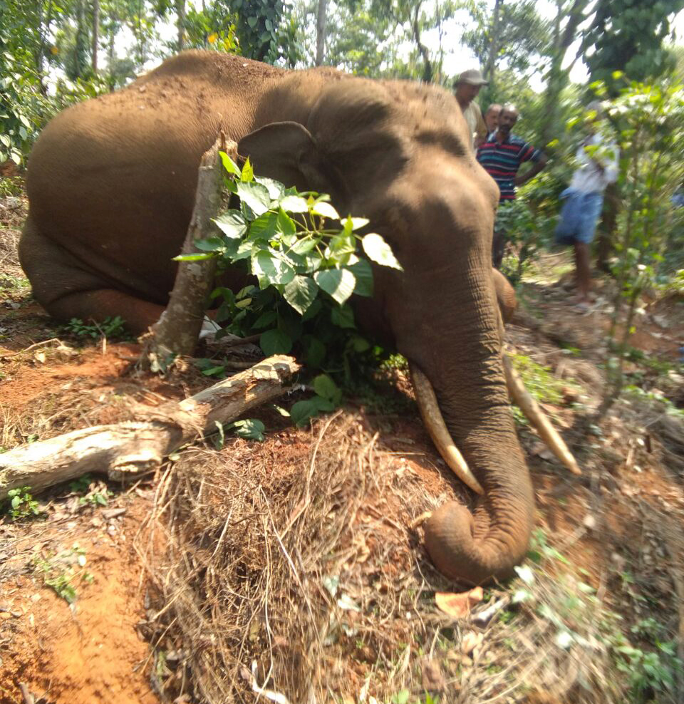 ಮಡಿಕೇರಿ: ಕಾಡಾನೆ ಸಂಶಯಾಸ್ಪದ ಸಾವು